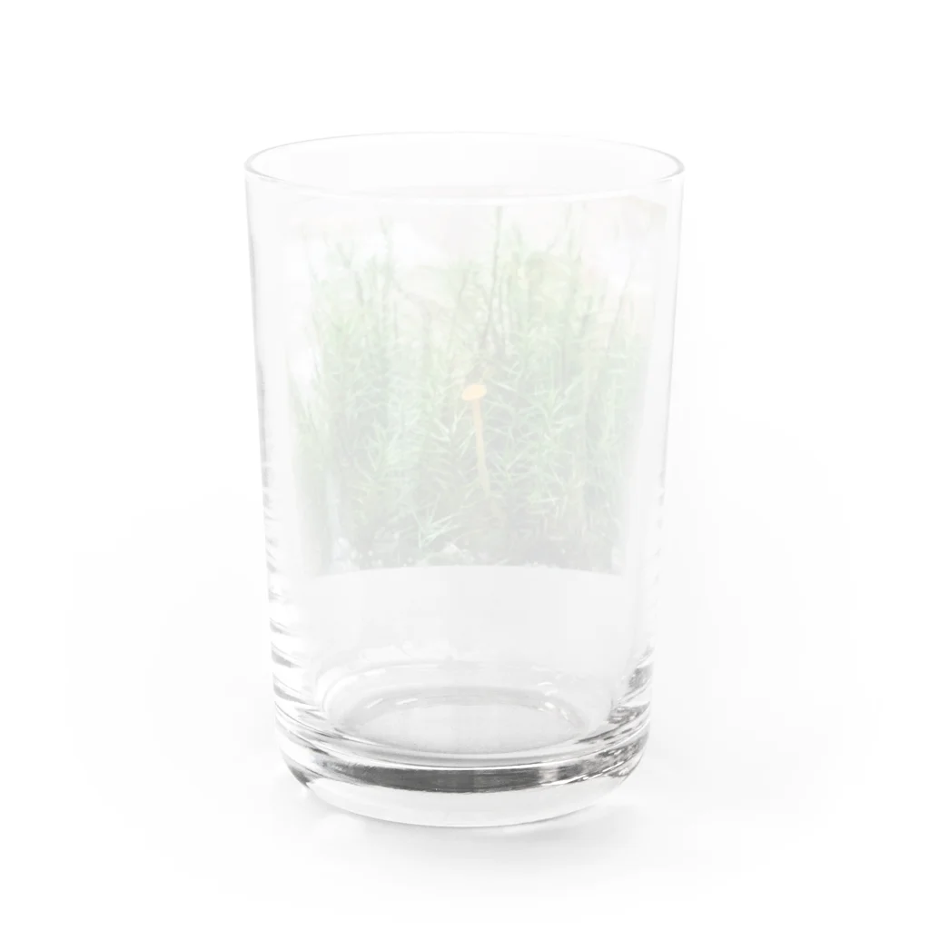 アトリエWindwingのキノコと苔テラリウム Water Glass :back