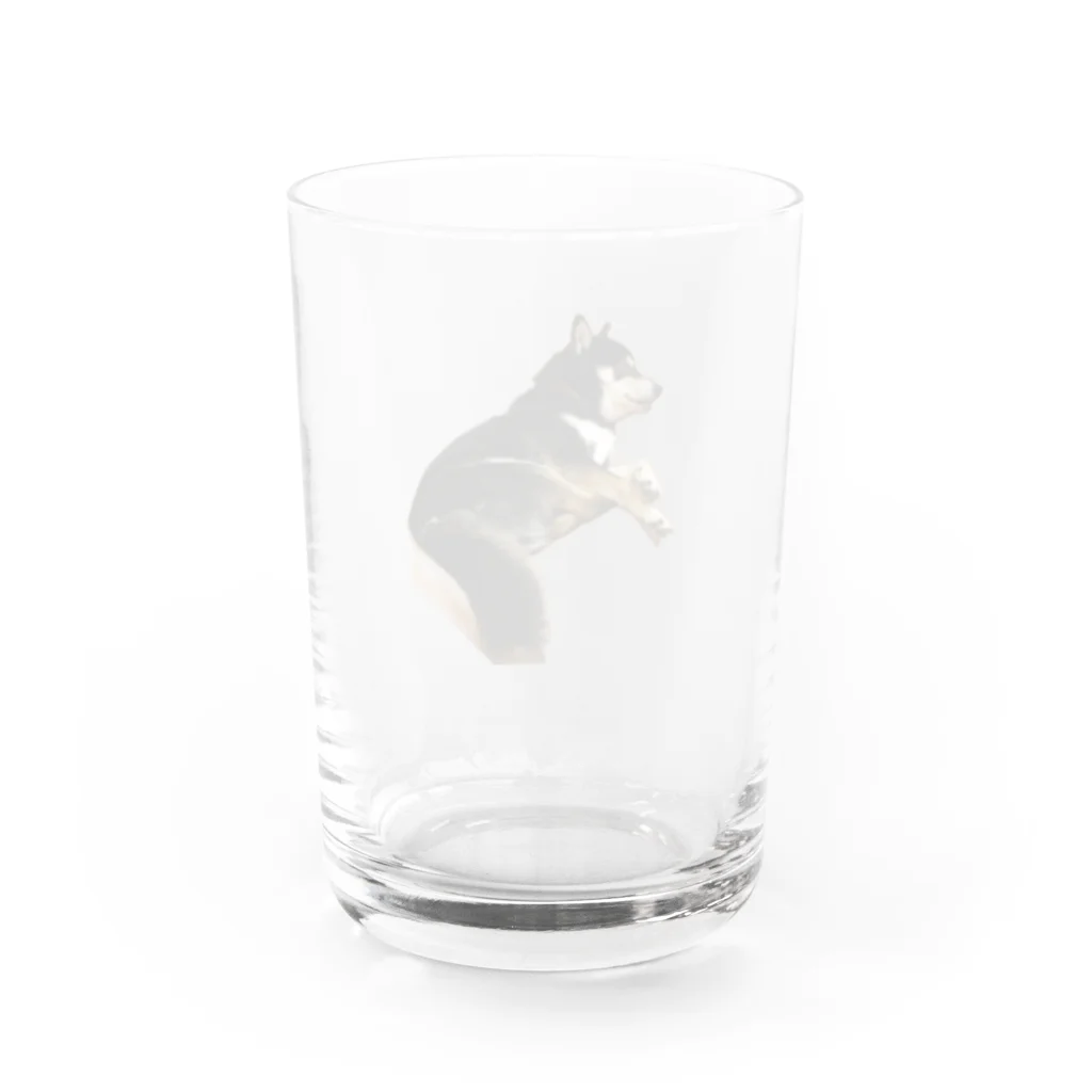 achahiの黒柴犬　ジョシーバ　癒し Water Glass :back