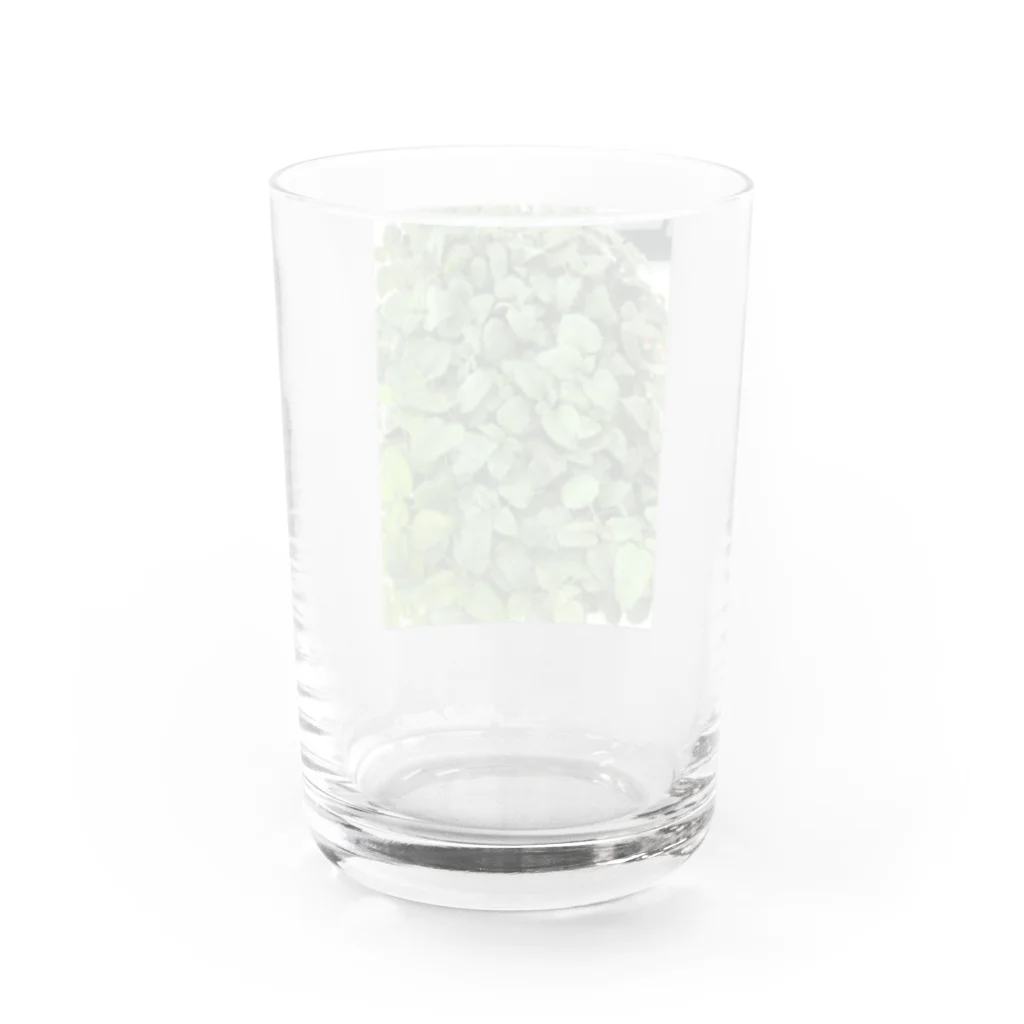 shiori002のレモンバームくん Water Glass :back