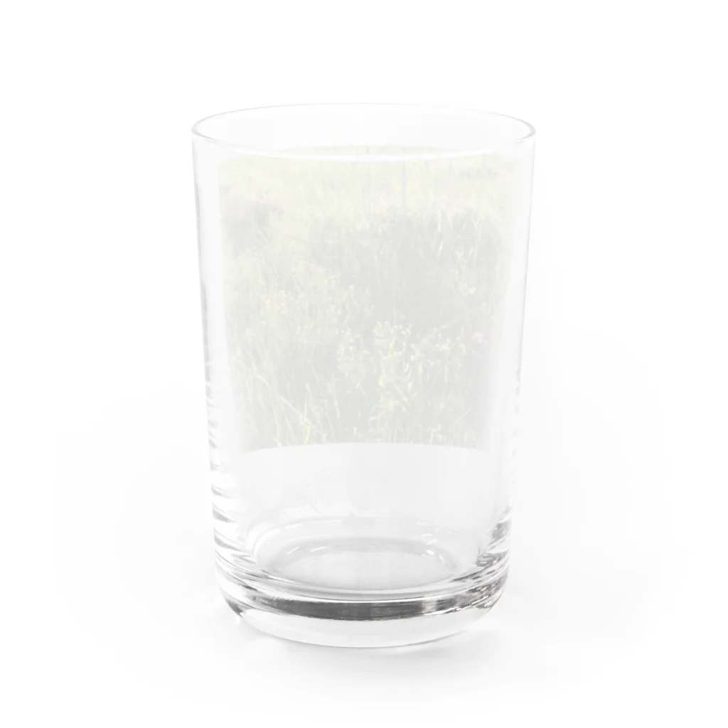 Noya___の春の草原　野花たち Water Glass :back