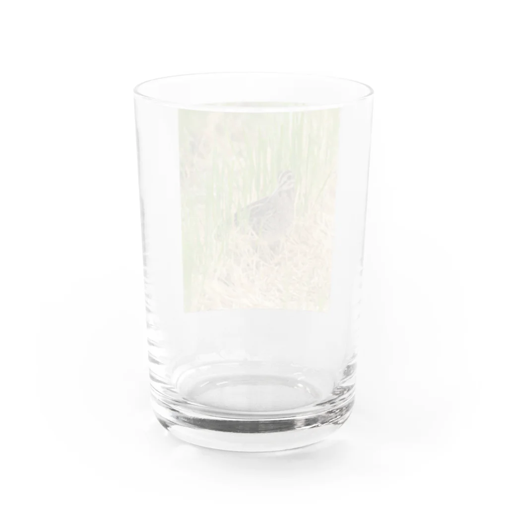 Banzoku@鷺師のお店のチュウジシギ【色鉛筆】 Water Glass :back