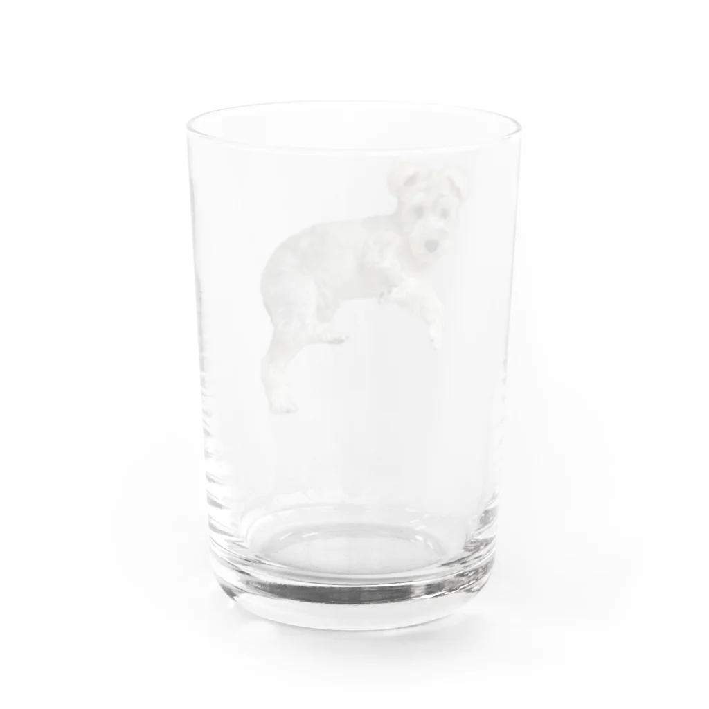 totemogoriraの服従わ〜くん Water Glass :back