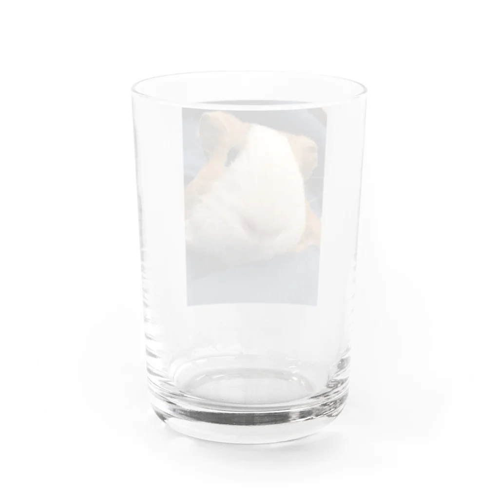 クリエイティブ ショップのドアップのモルちゃん Water Glass :back