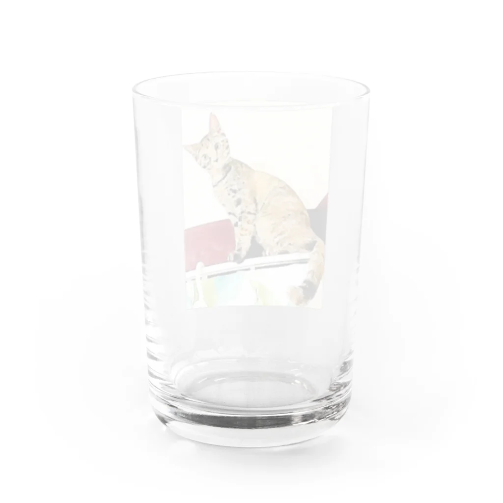 コハクのカーテンレールからニャンコ🐱 Water Glass :back