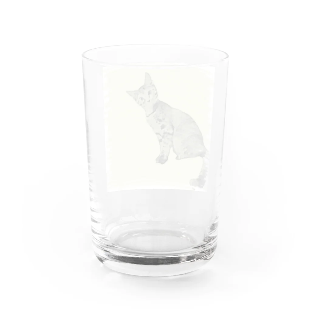 コハクのカーテンレールから見下ろすコハク Water Glass :back