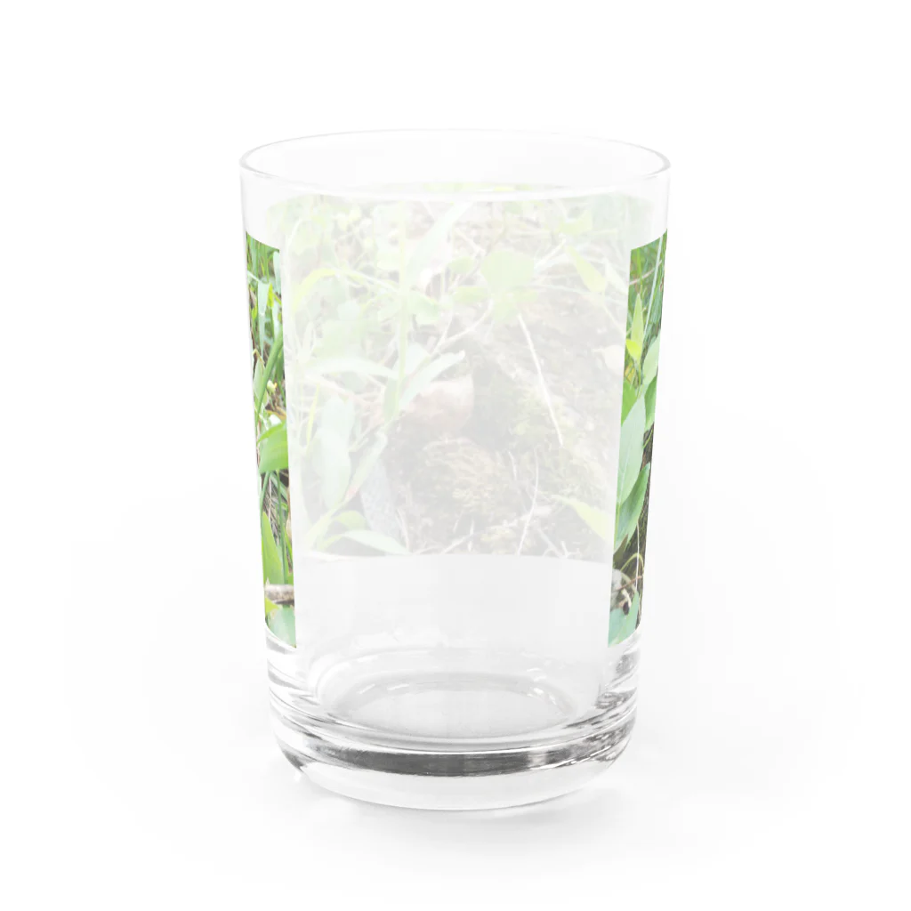tizujonoboukenの自然豊か グラス反対面