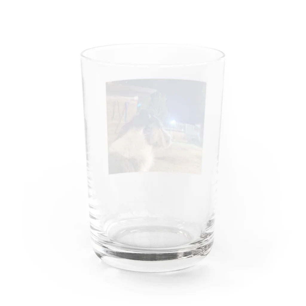 _masa_masa_のスタッフォードシャーテリア Water Glass :back