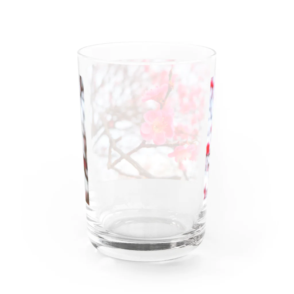 dandelionの紅梅 Water Glass :back