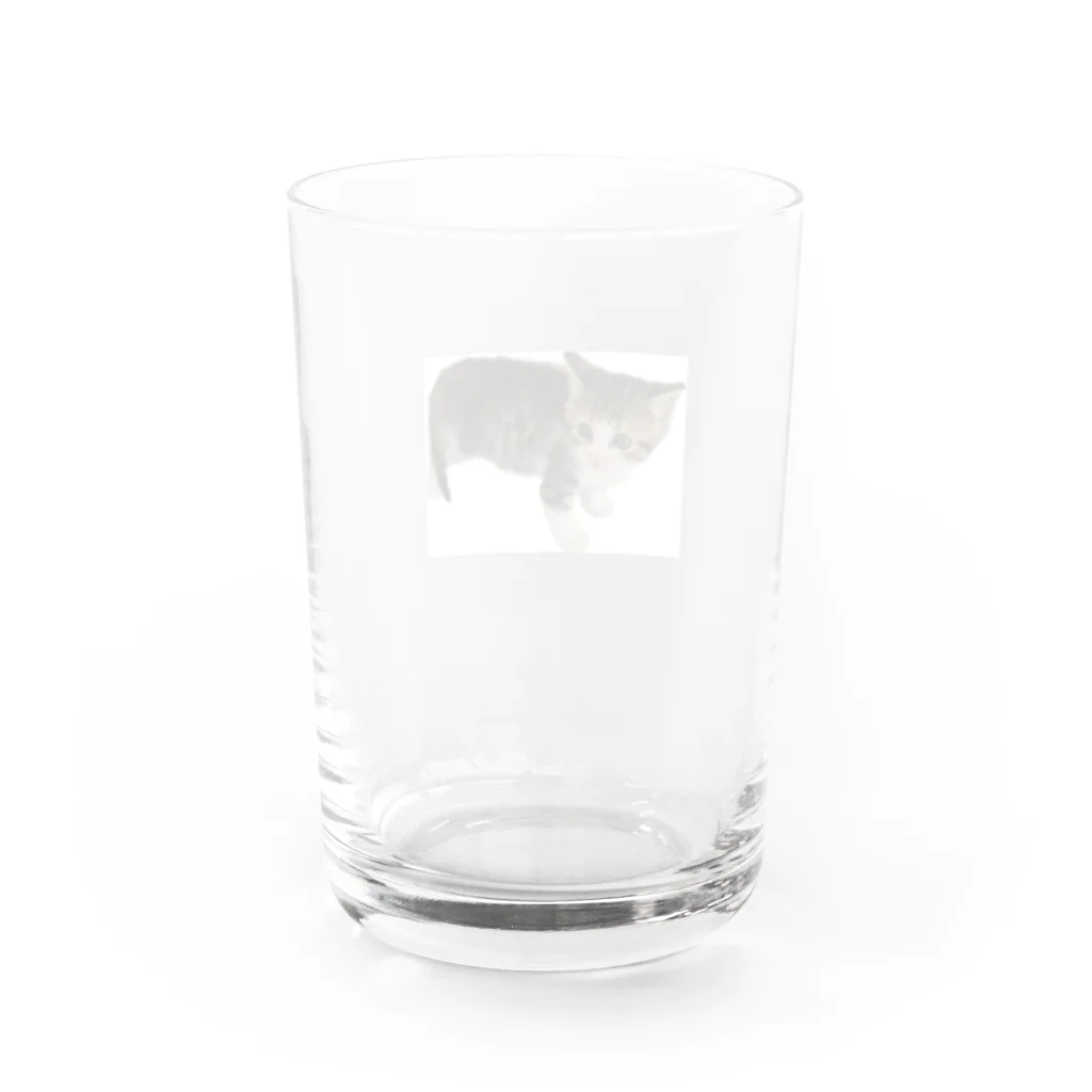 マスターPの小さい猫　ツブちゃん Water Glass :back