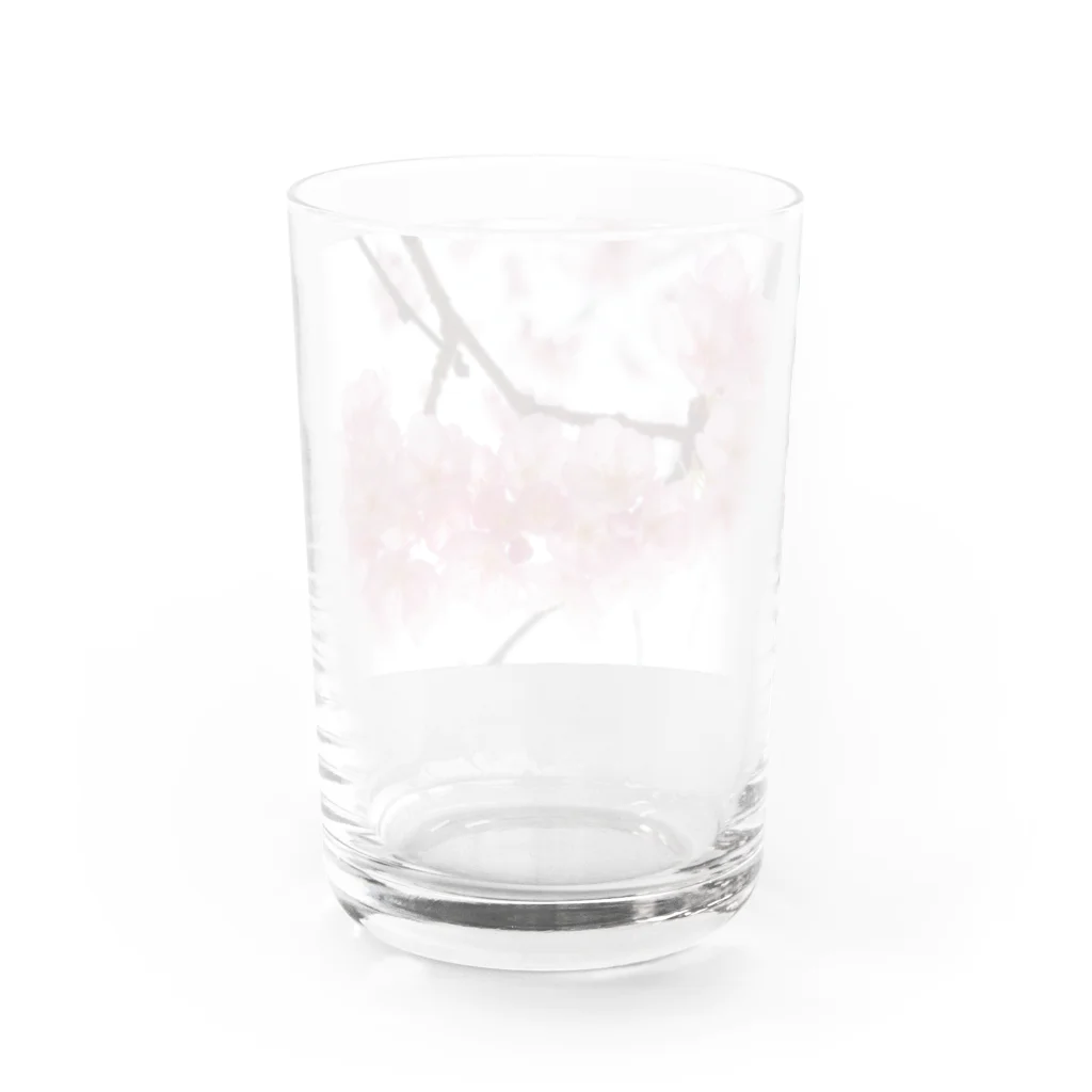 I miss you の河津桜満開 Water Glass :back