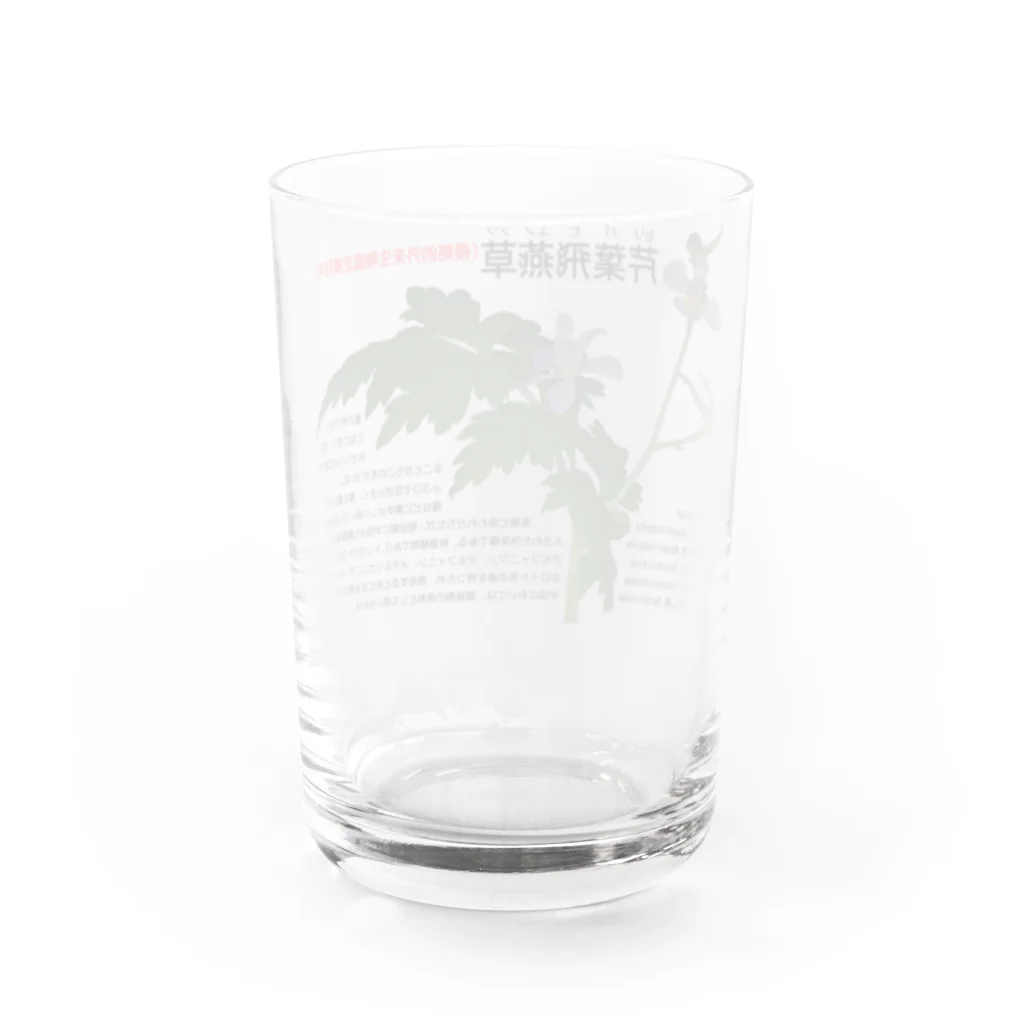 植物の絵師「洋子」の店のセリバヒエンソウ（薬草） Water Glass :back