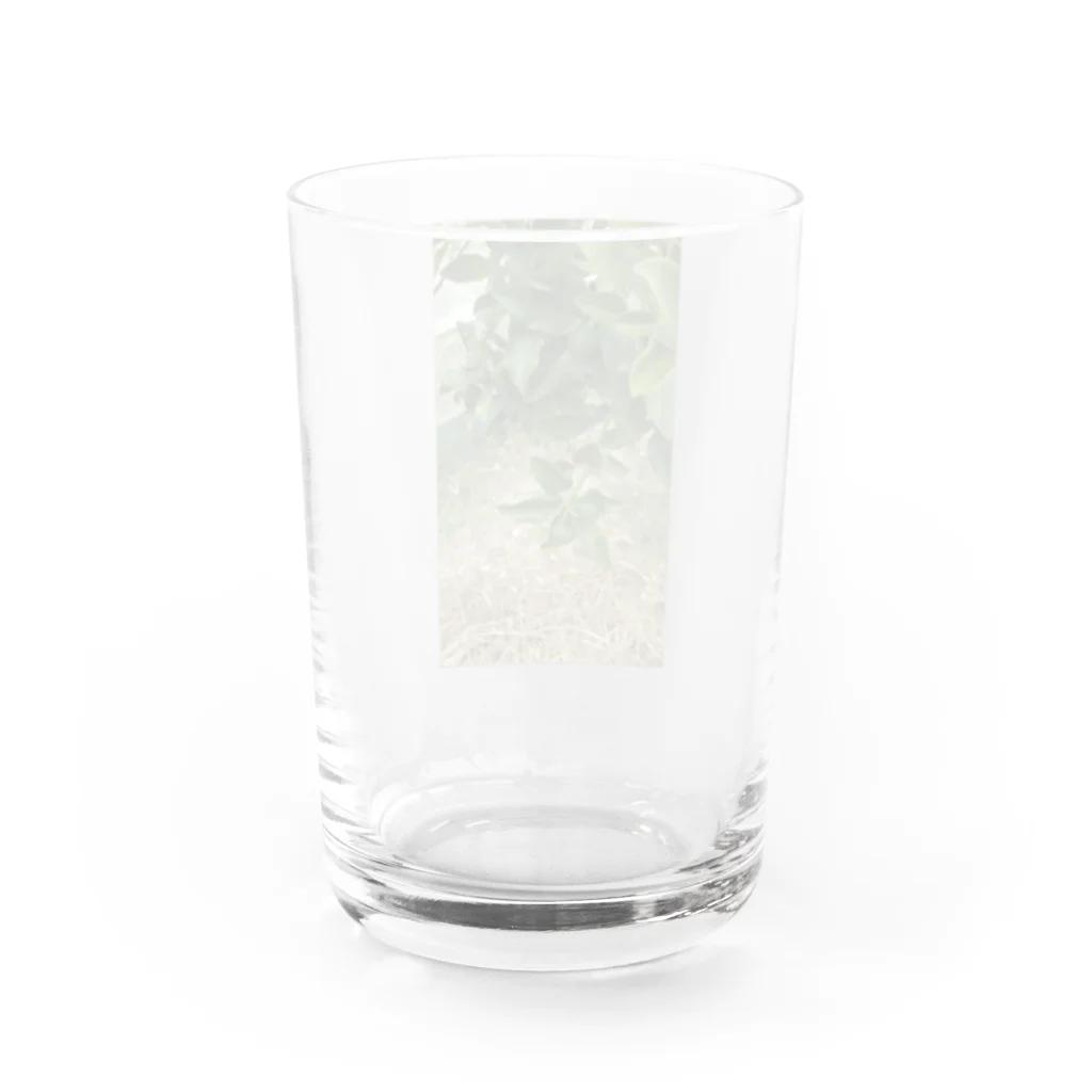 seikonisikooriの緑金柑の実 Water Glass :back