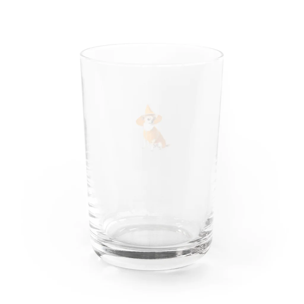 チワワ愛好家ショップの仮装パーティーの主役は極小チワワとかぼちゃのランタン Water Glass :back