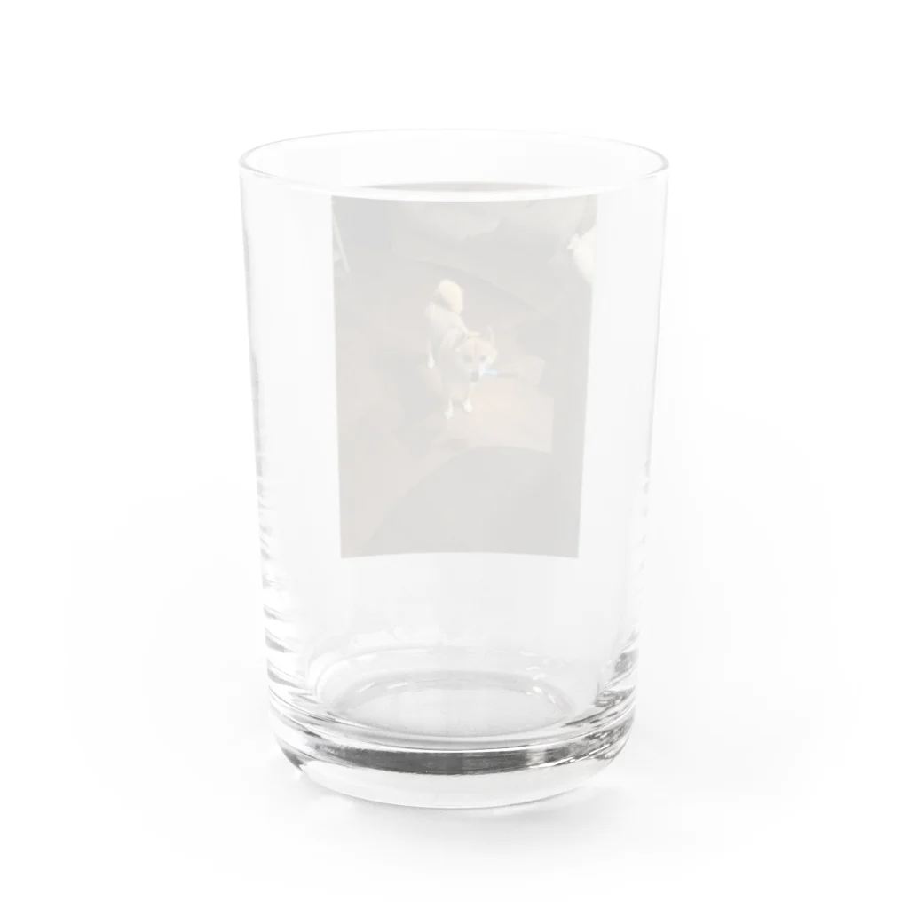 SHOP 光のきゅうとのいたずら Water Glass :back