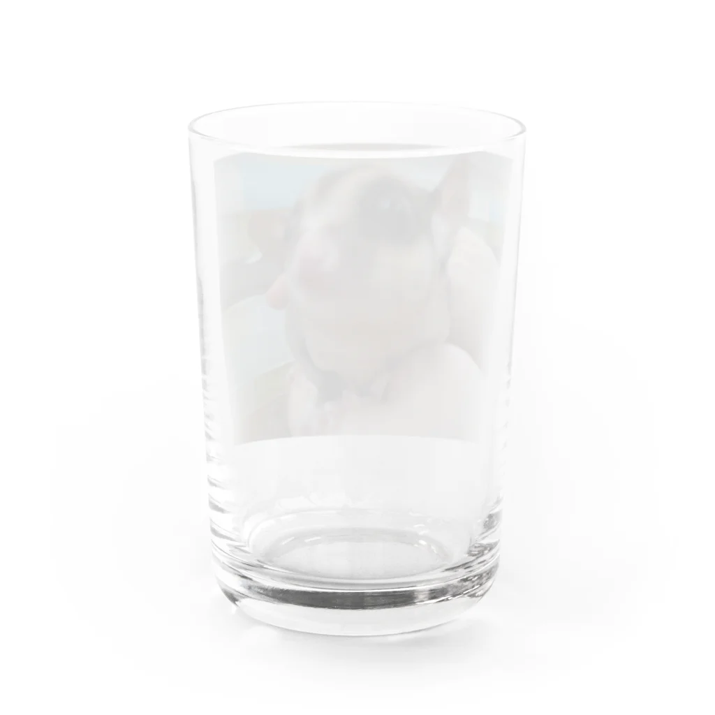 panchanphotoanimalsのモモンガシリーズグッズ Water Glass :back