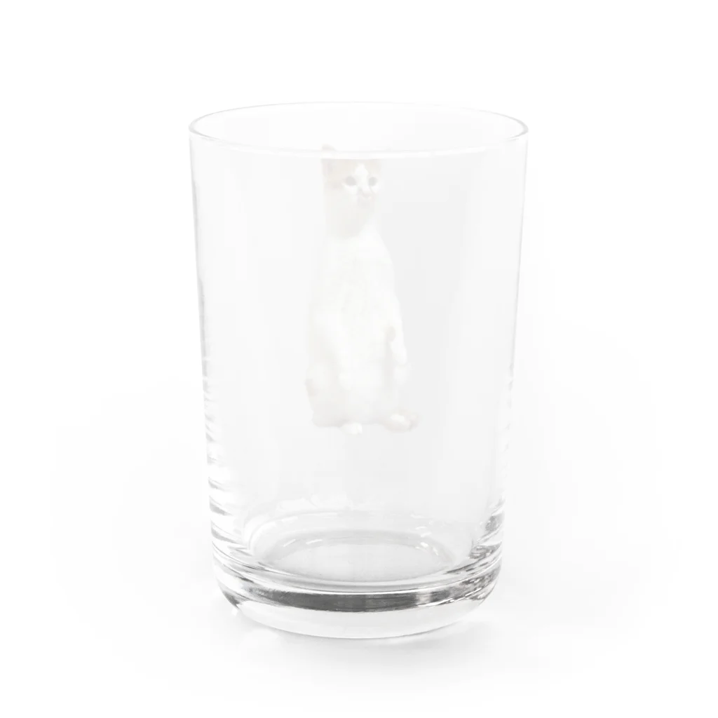 とらねこさんのねこのとらまるくん Water Glass :back