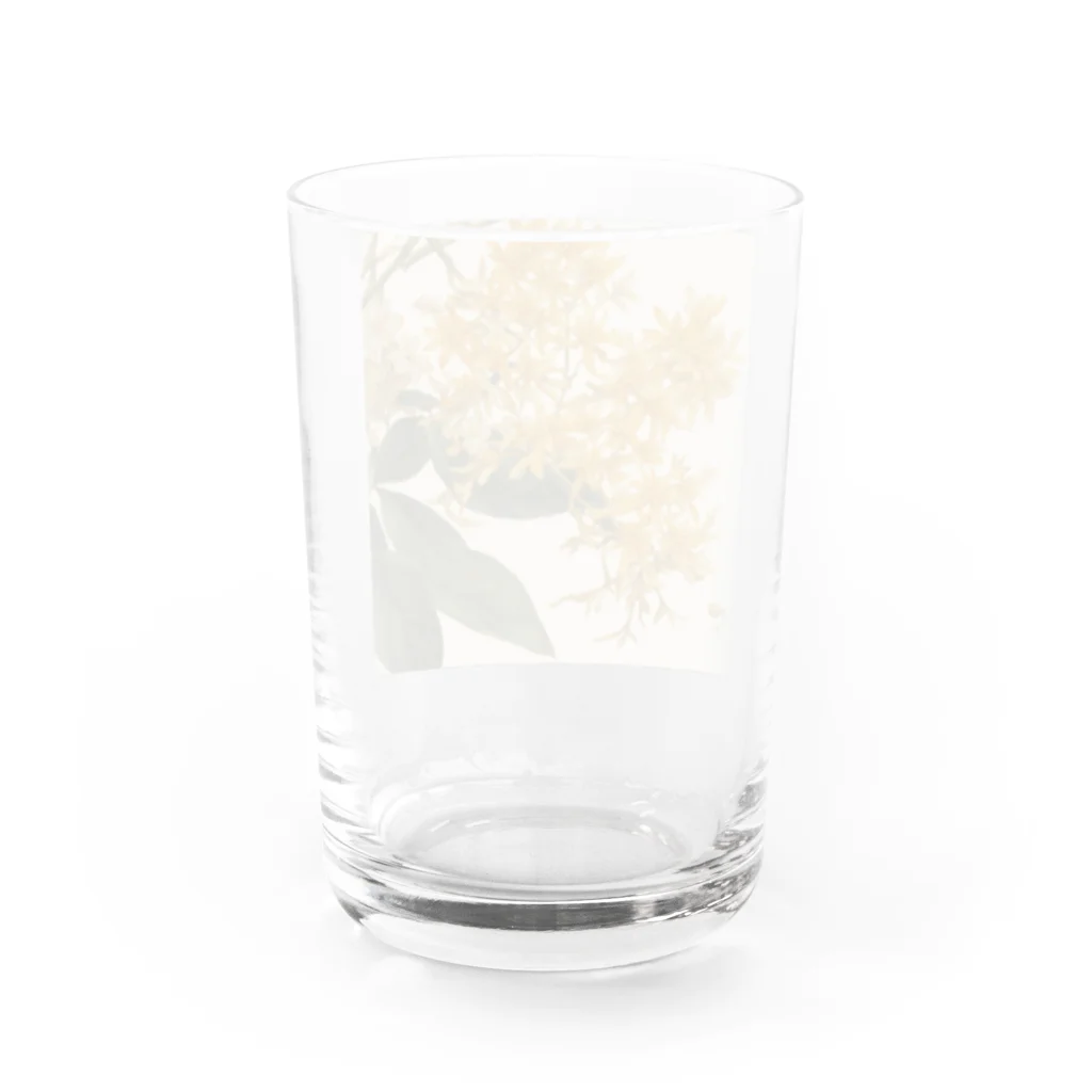 reefmoonのキンモクセイ Water Glass :back