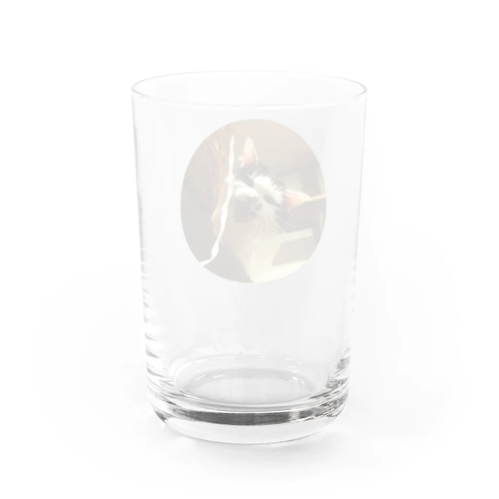 jenjenの強面のねこ　チビゴン　その1 Water Glass :back
