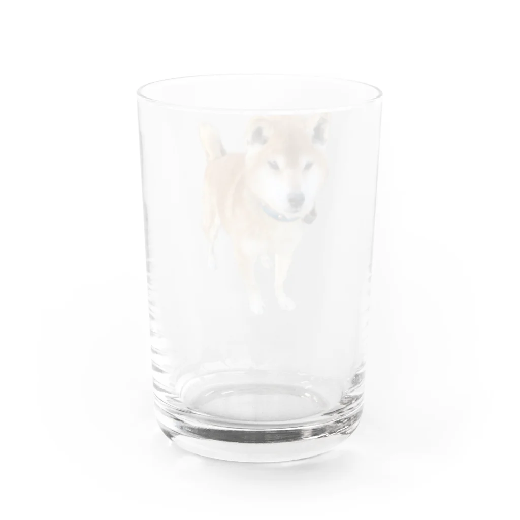 高速道路屋さんのツリ目犬 Water Glass :back