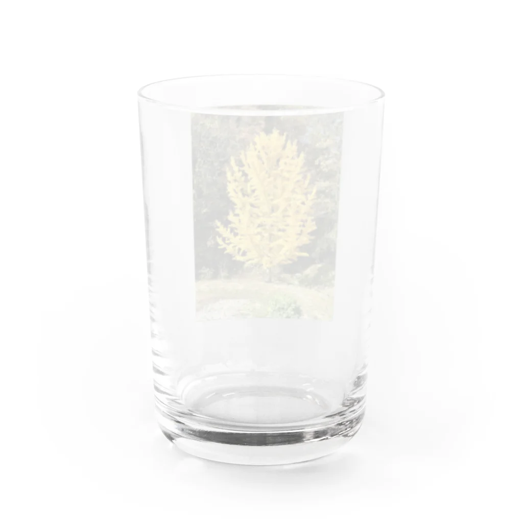 enjoy life shopの安曇野のイチョウの写真グッズ Water Glass :back