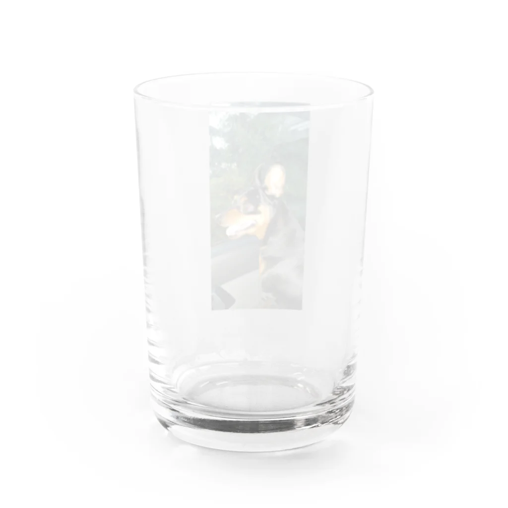 ミニピンショップのミニチュアピンシャーオリジナルグッズ第一弾 Water Glass :back