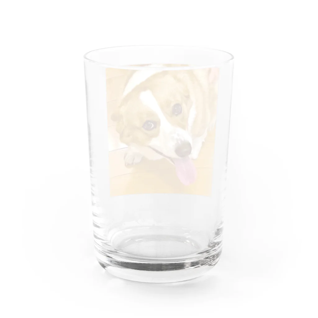 "Canvas Harmony"の笑顔溢れるコーギー、あおくん Water Glass :back