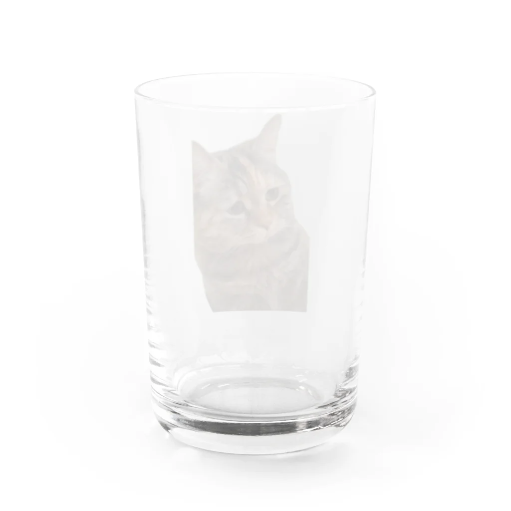 猫ミームグッズの【猫ミーム】叱られる猫 Water Glass :back