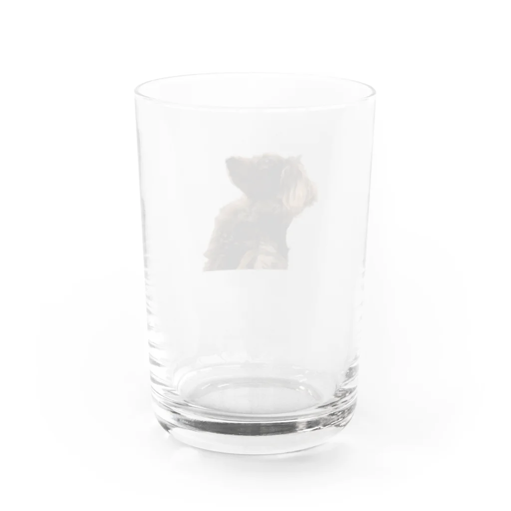 マリアの散歩嫌い マリアちゃん Water Glass :back