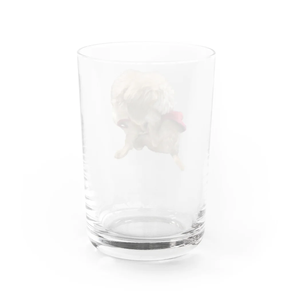 Ruice-Iceの犬　ガジガジ Water Glass :back