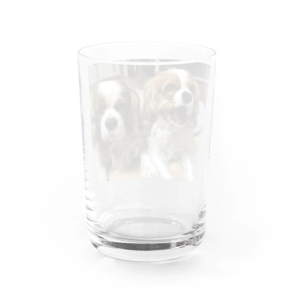 pppdatoのキャバリア　チビミニの日常 Water Glass :back