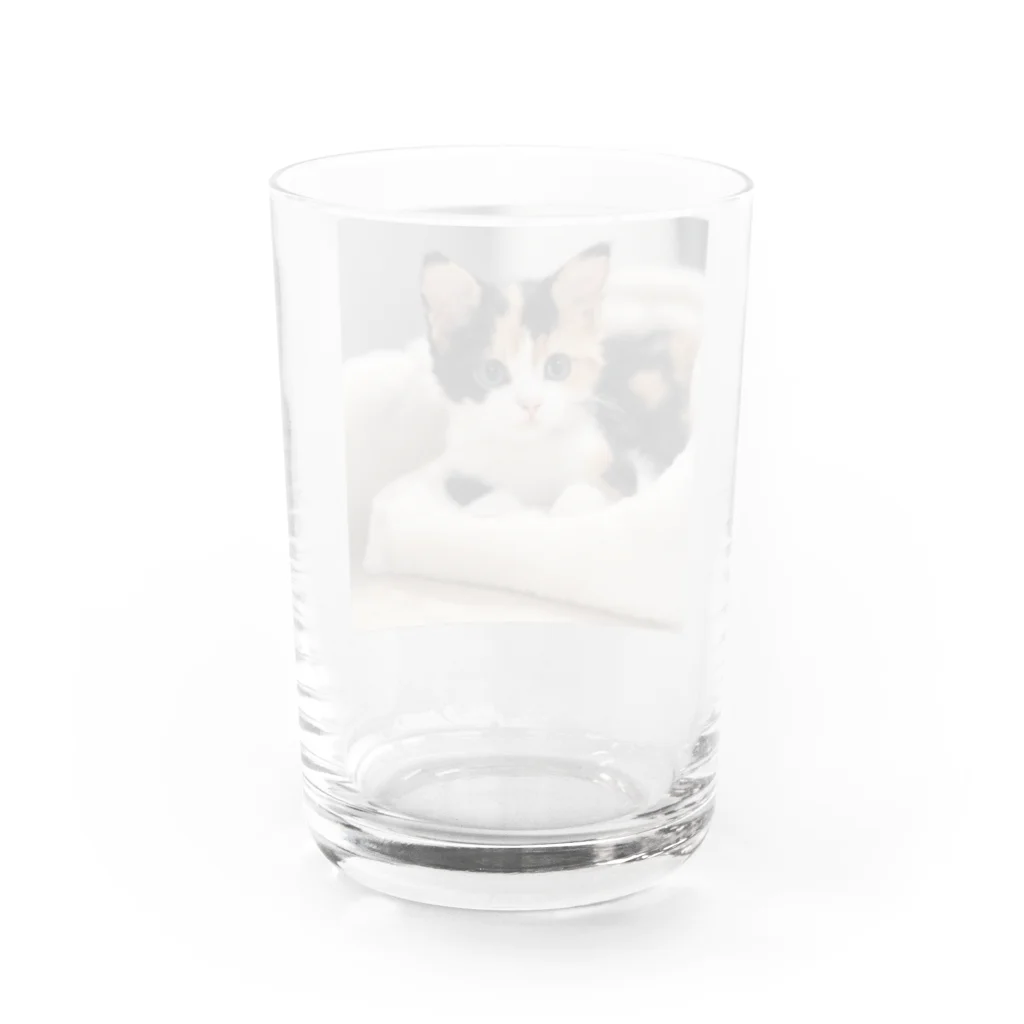 癒しリフレッシュの愛らしい子猫ちゃん Water Glass :back