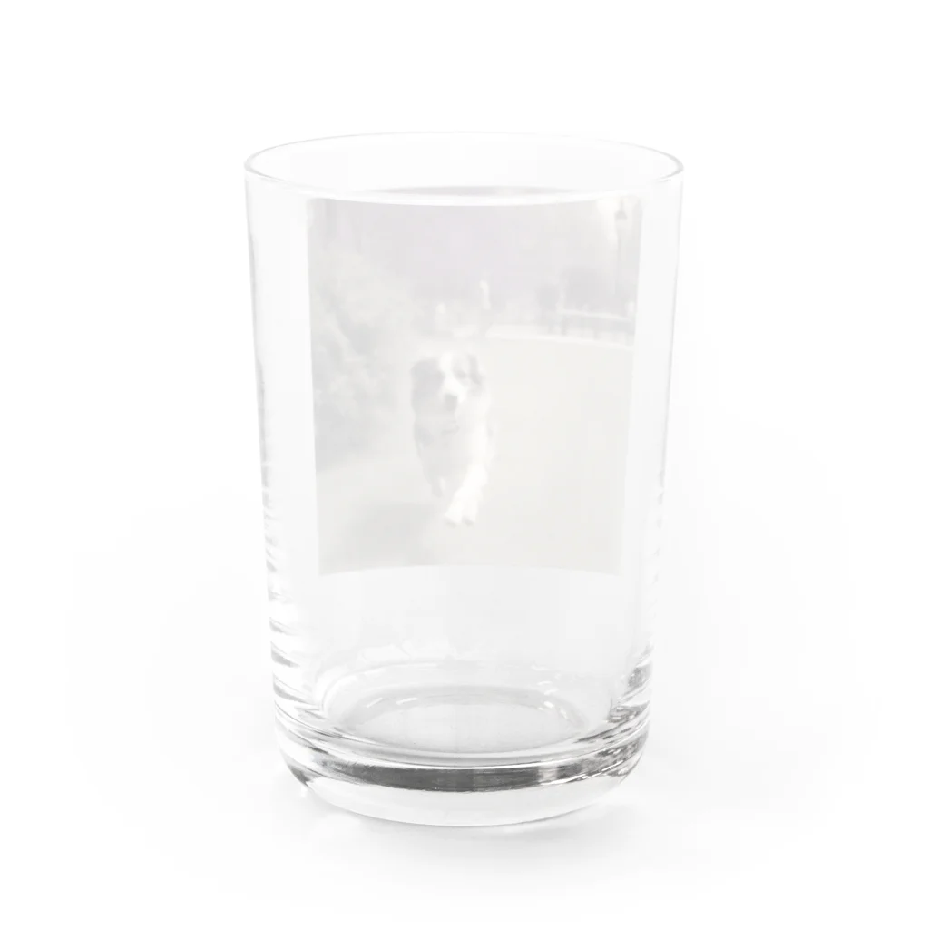 _ryosuke_tvの愛犬 Water Glass :back