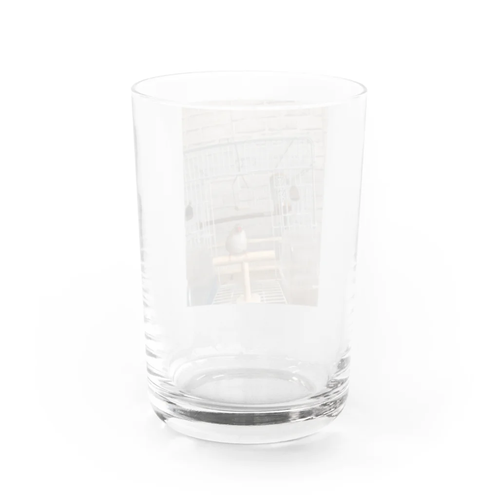 小鳥屋の錦華鳥の華ちゃんグッズ Water Glass :back