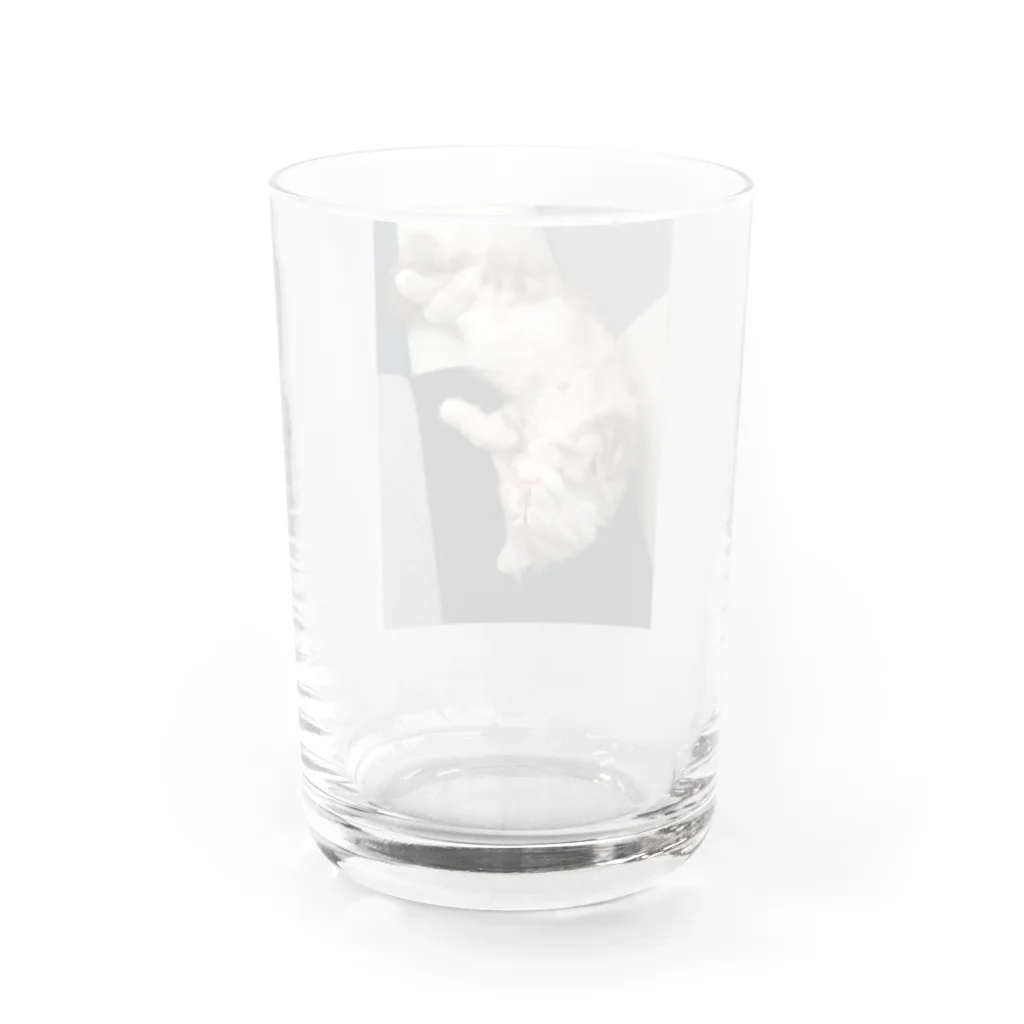 吾輩はベルである。ショップの福猫ベルちゃんの開運グッズ Water Glass :back