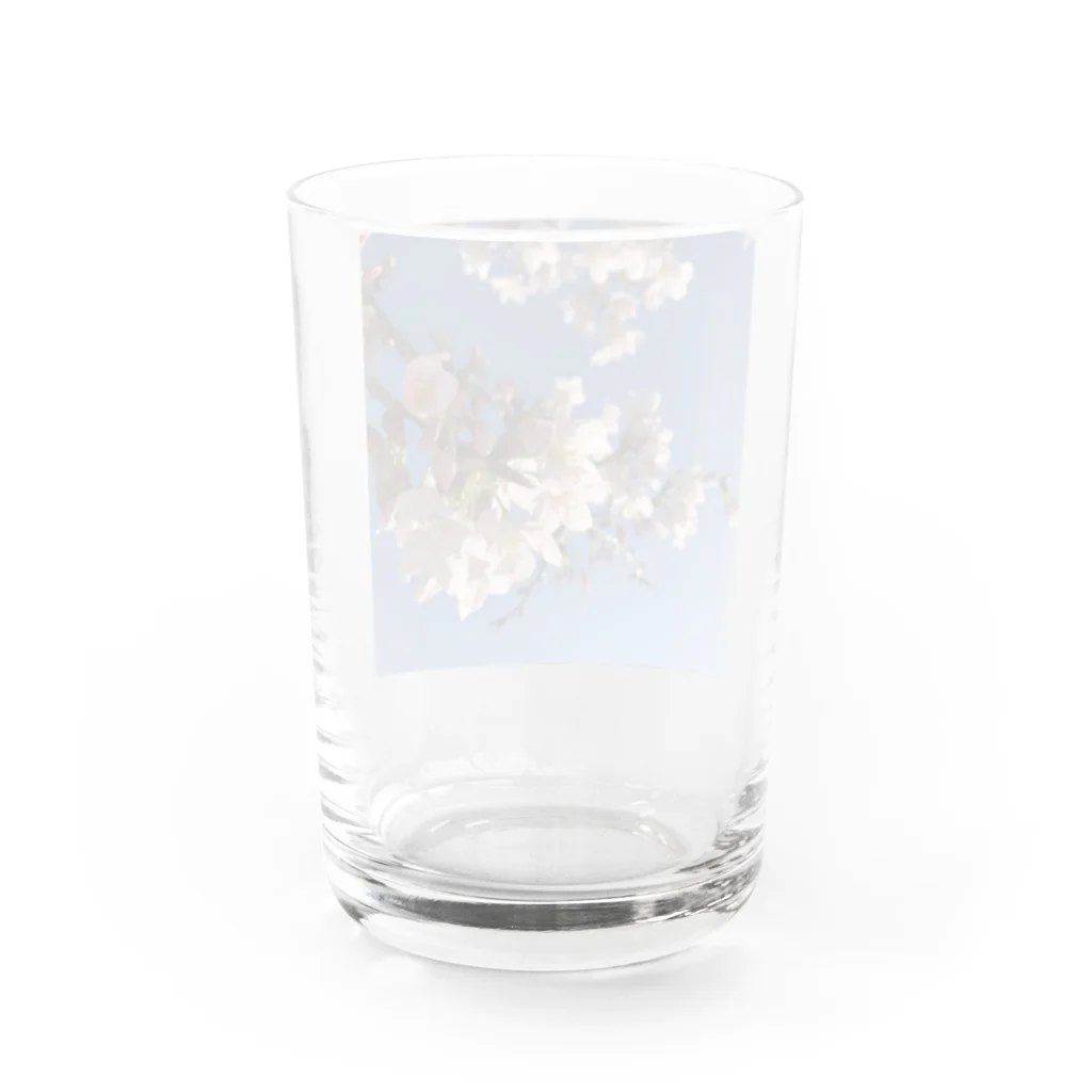 なうのさくら Water Glass :back