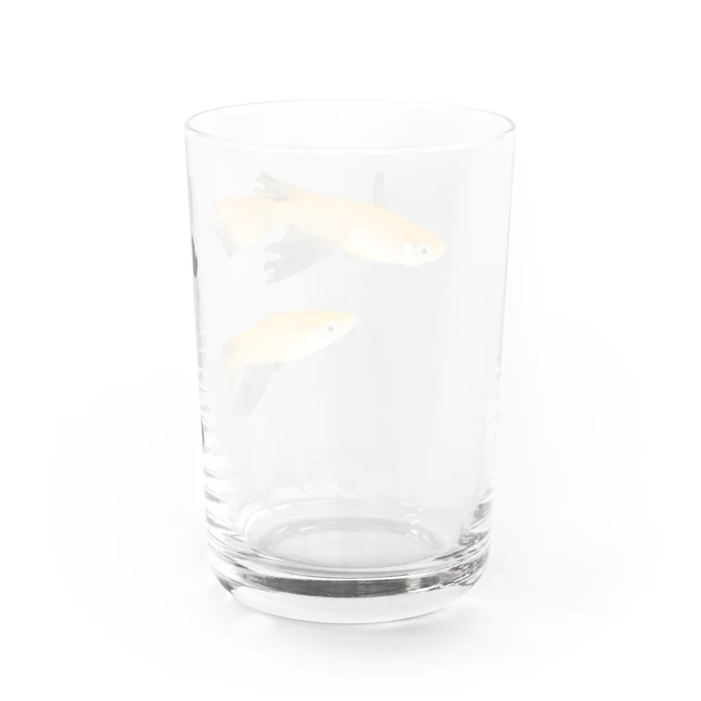 negiNegiの三匹のメダカ（楊貴妃） Water Glass :back