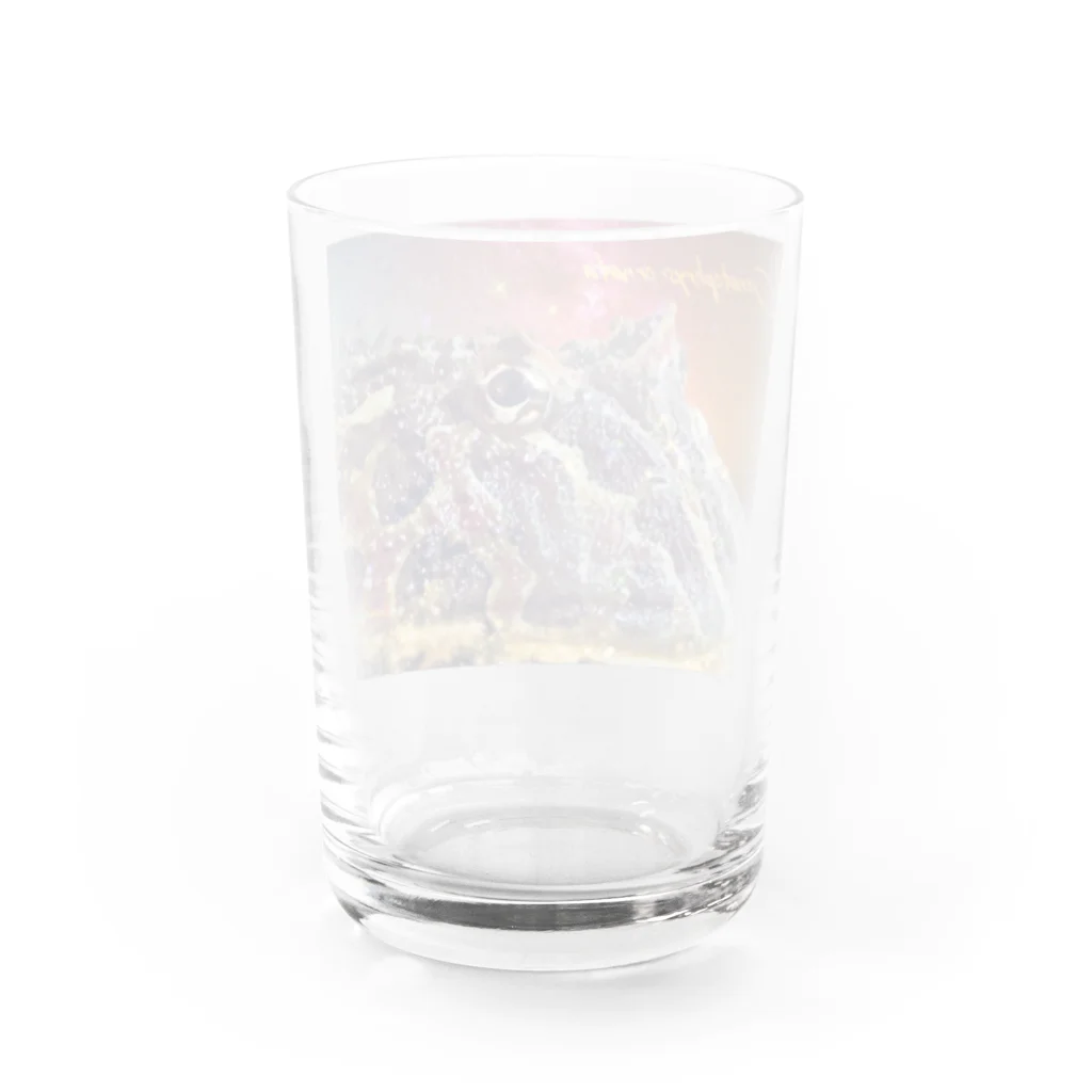 るなるなのCeratophrys ornata  ベルツノガエル Water Glass :back