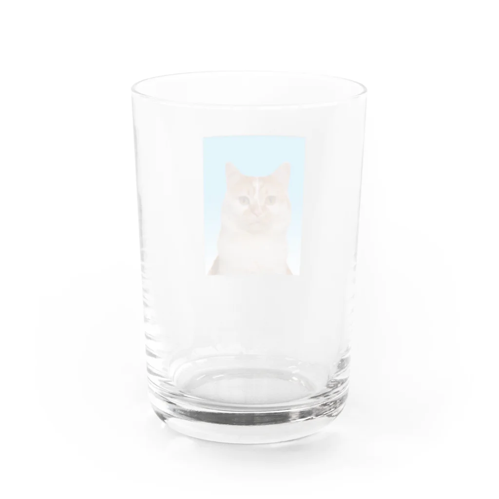 ギズモと琥珀の証明写真 Water Glass :back