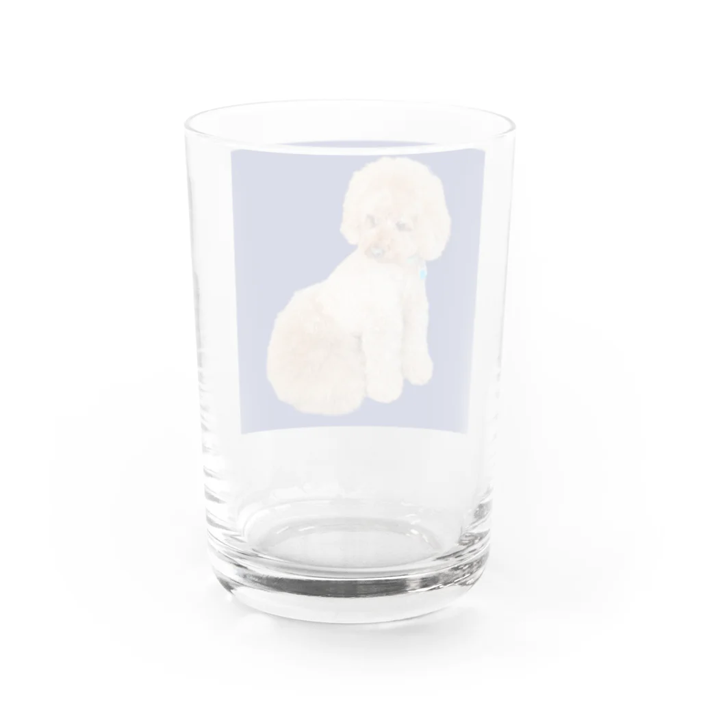 chiro2015のトイプードルのチロ君♂ Water Glass :back