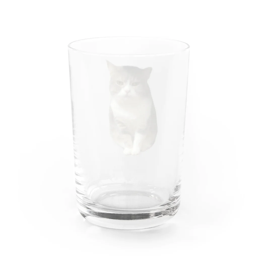 むっちり猫のむっちり丸の不機嫌な美猫 ミロ姫 Water Glass :back