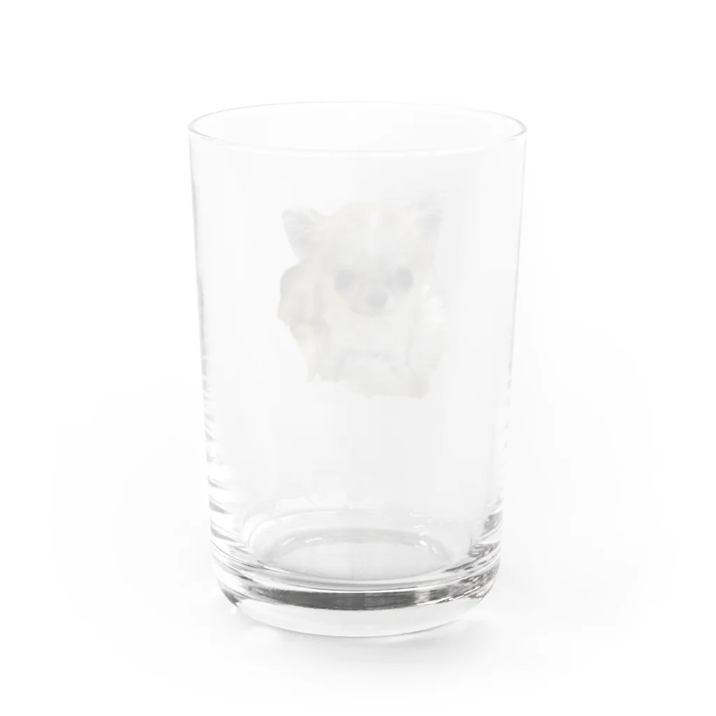 lovely-petsの極小チワワのマカロンちゃん Water Glass :back