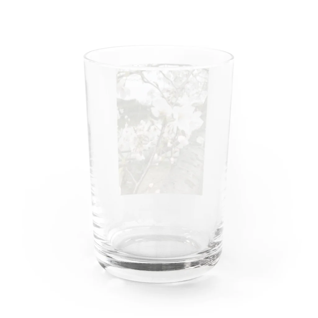 tksの春の顔サクラ Water Glass :back