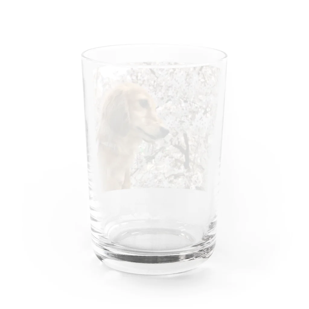 でぶっくすふんとの花見を満喫するちょちょさん Water Glass :back