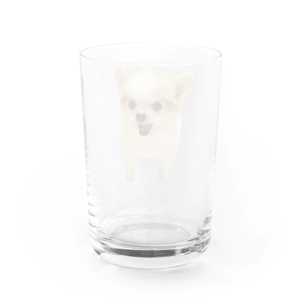 ポメラニアンめいのおいかりめい Water Glass :back