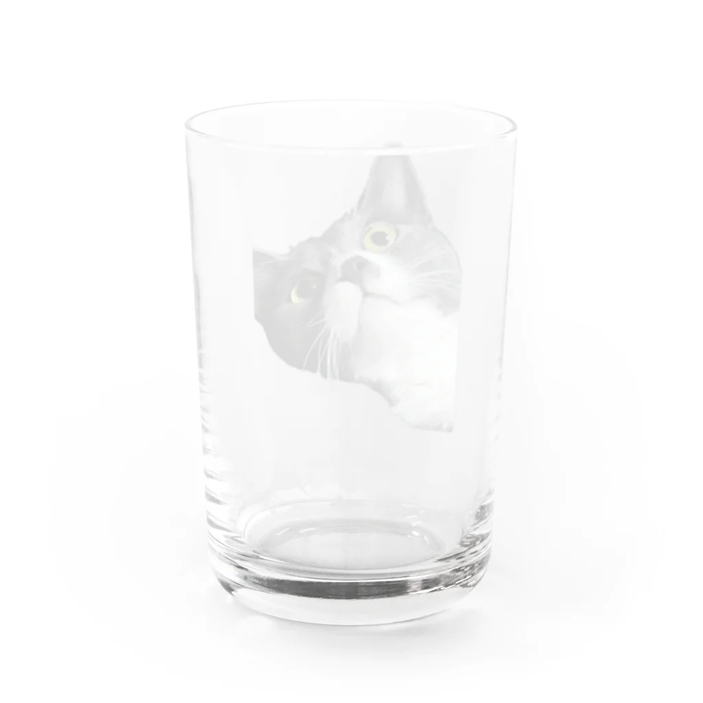 ねこねこねこねこのまままほちゃん Water Glass :back