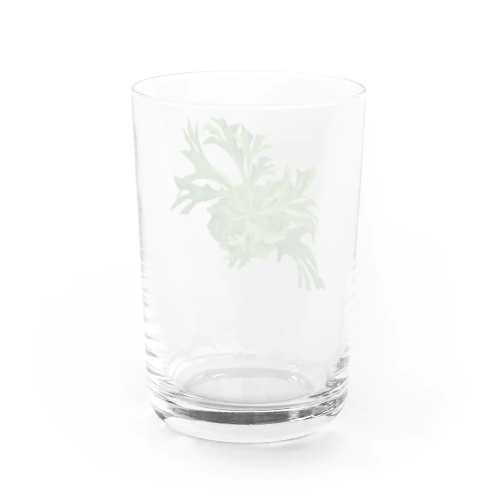 【公式】ぺぺオンラインストアのpepe garden【ビカクシダ】リドレイ Water Glass :back