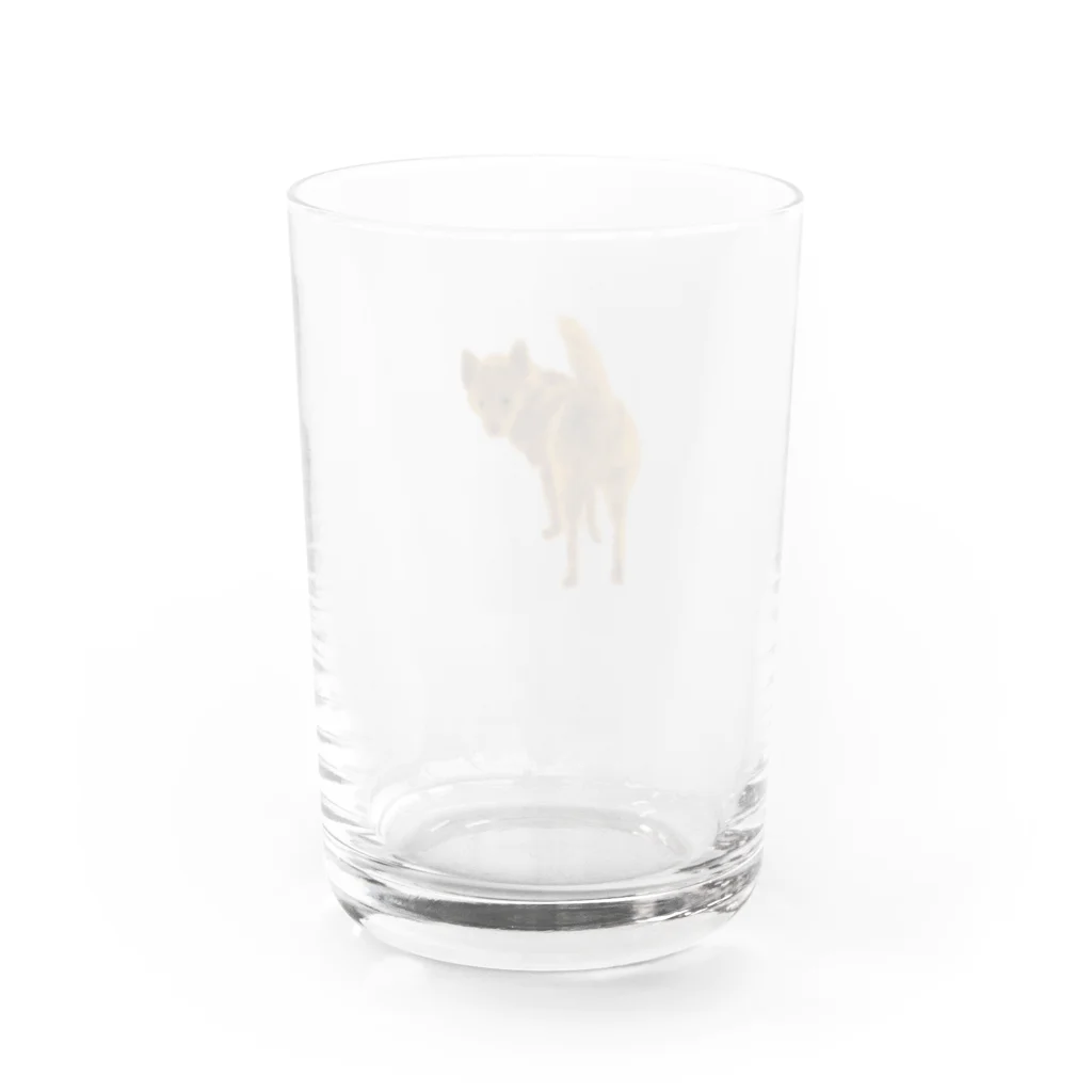 甲斐犬ひなちゃんの甲斐犬ひなちゃん（チラッ） Water Glass :back