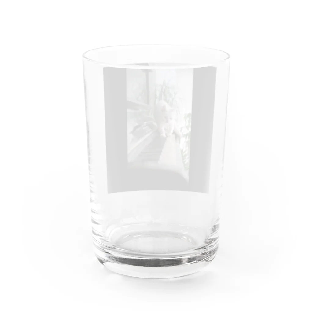 ozuzu123のピアノでねこ Water Glass :back