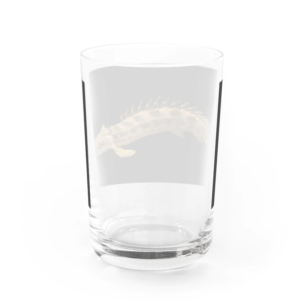 stockboxのポリプテルス グッズ Water Glass :back