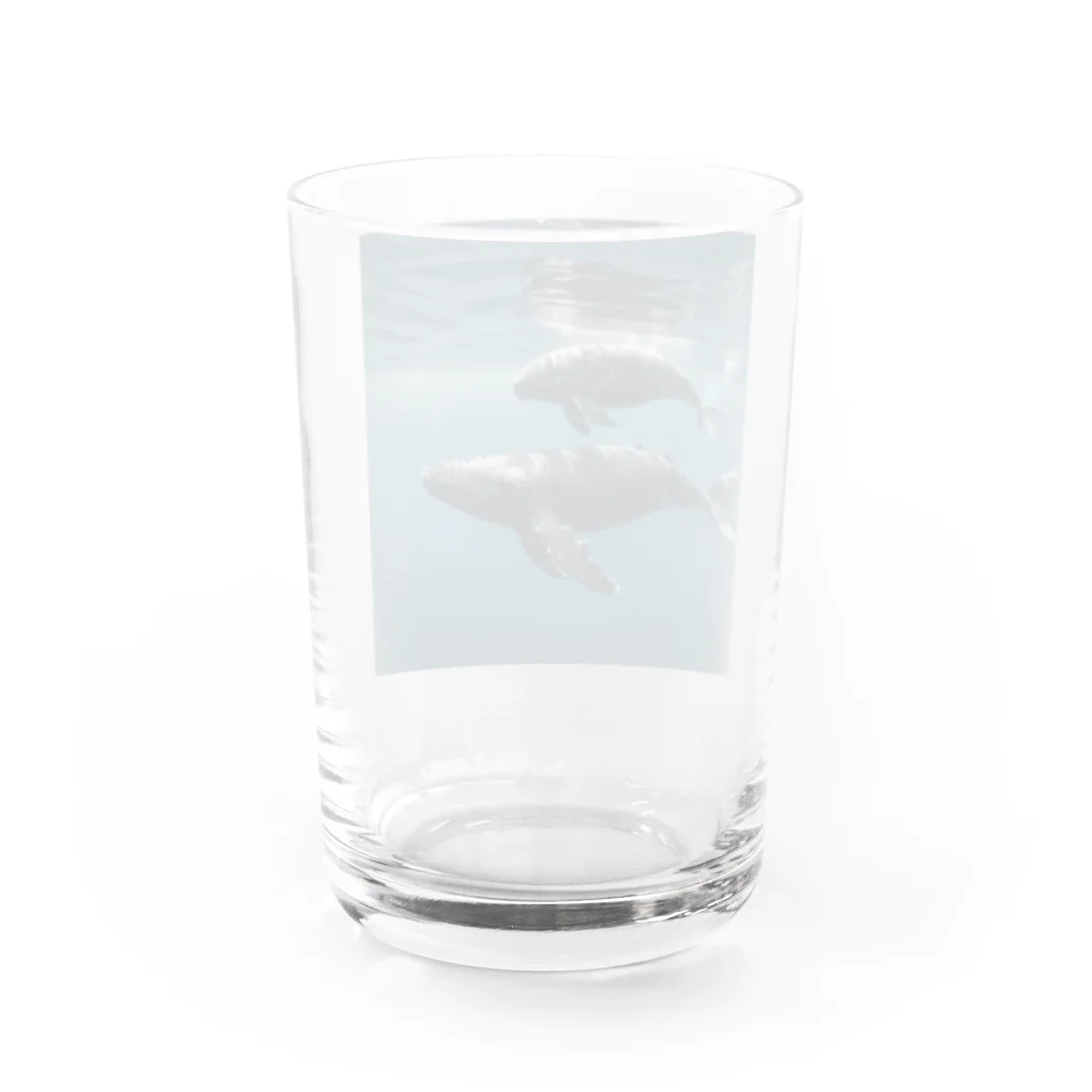 tozaki5573のクジラの親子 Water Glass :back